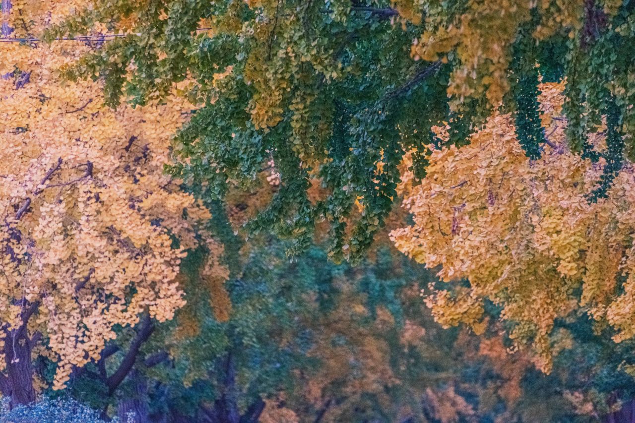 곡교천 은행나무길