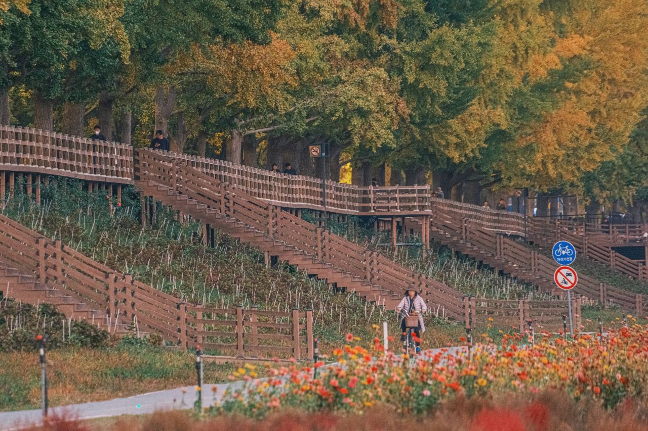 곡교천 은행나무길