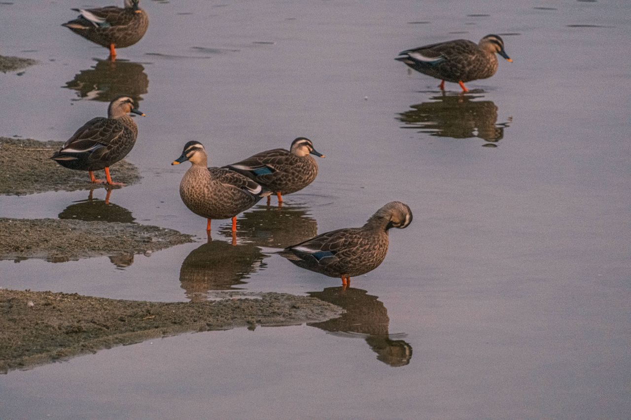 곡교천 은행나무길