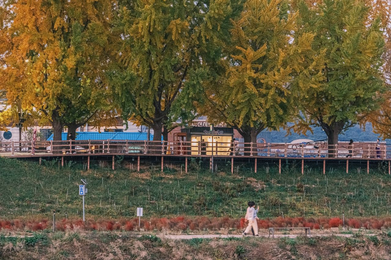 곡교천 은행나무길