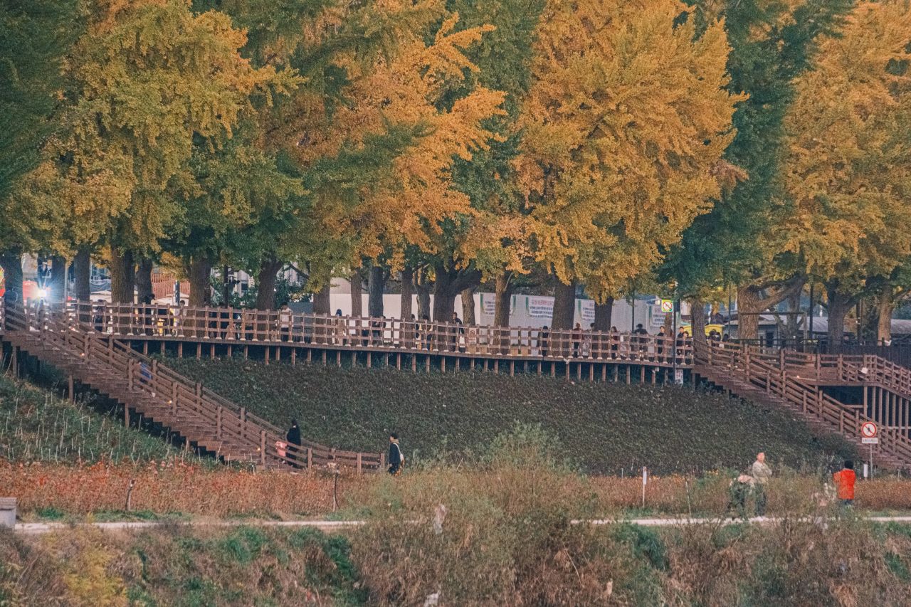 곡교천 은행나무길
