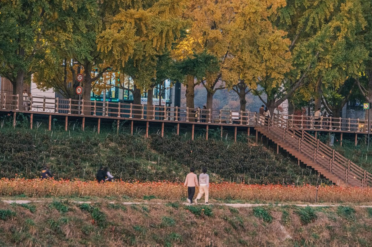 곡교천 은행나무길