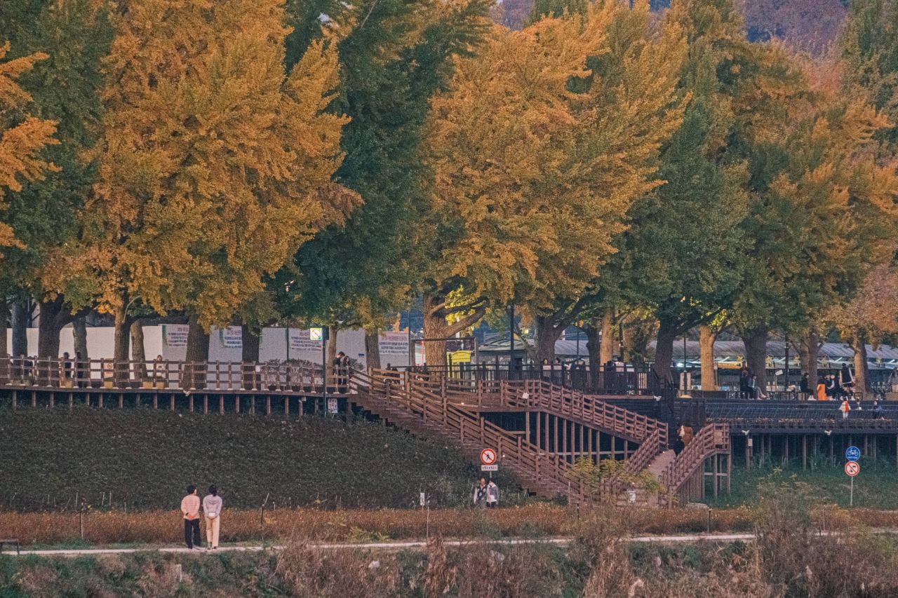 곡교천 은행나무길