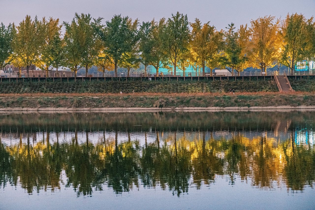 곡교천 은행나무길