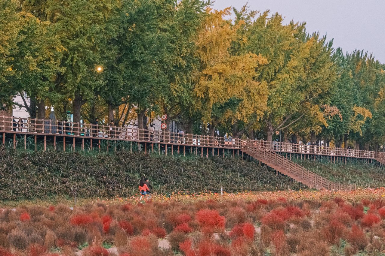 곡교천 은행나무길