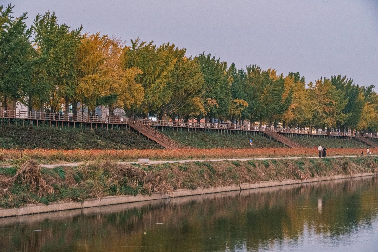 곡교천 은행나무길