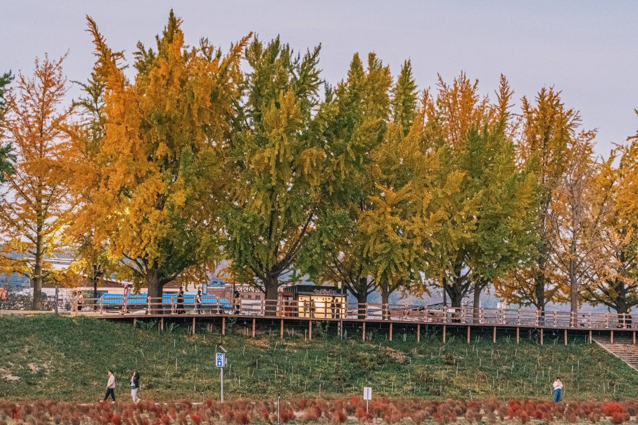 곡교천 은행나무길