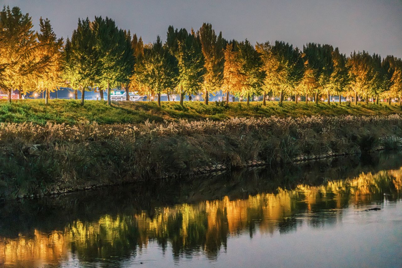 곡교천 은행나무길
