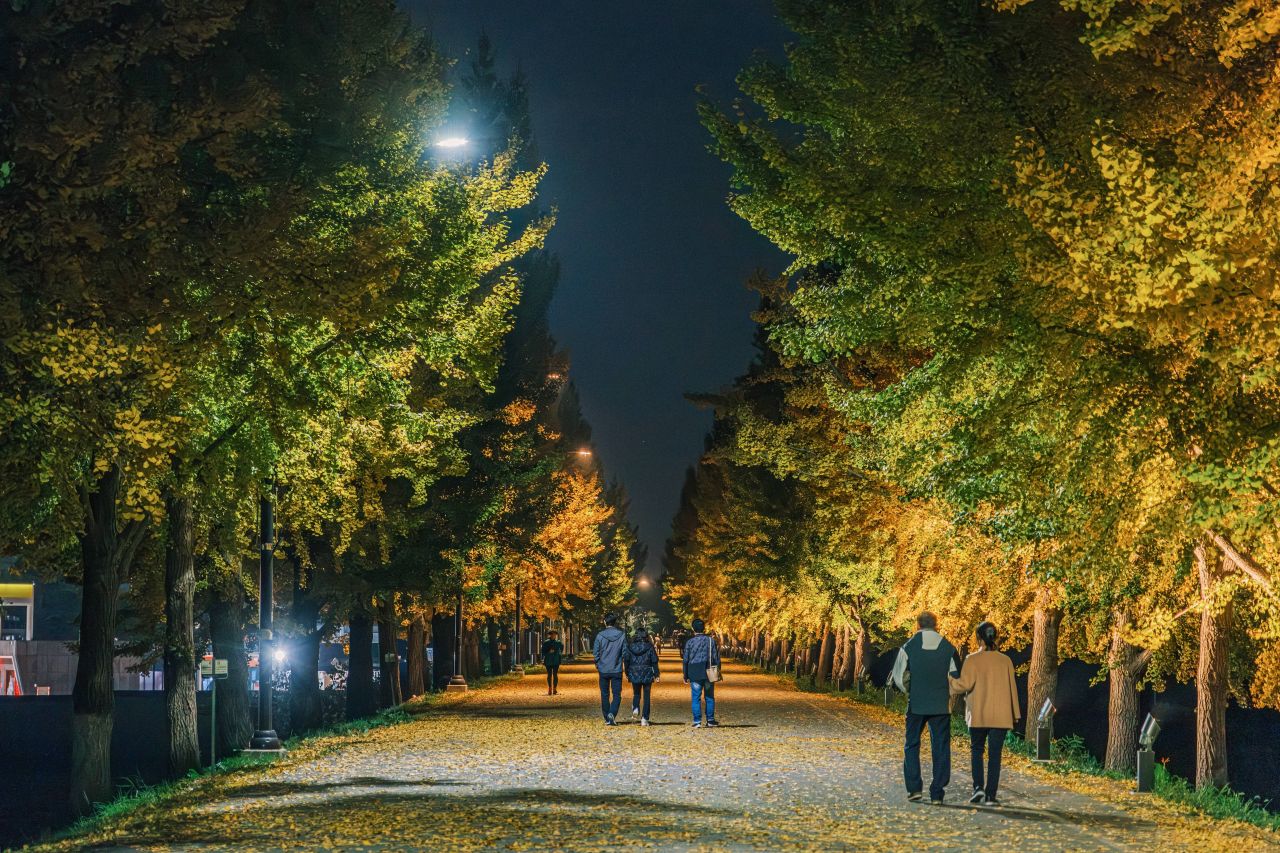 곡교천 은행나무길