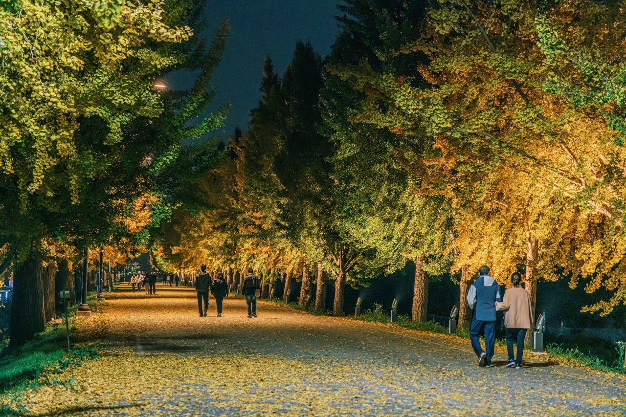 곡교천 은행나무길