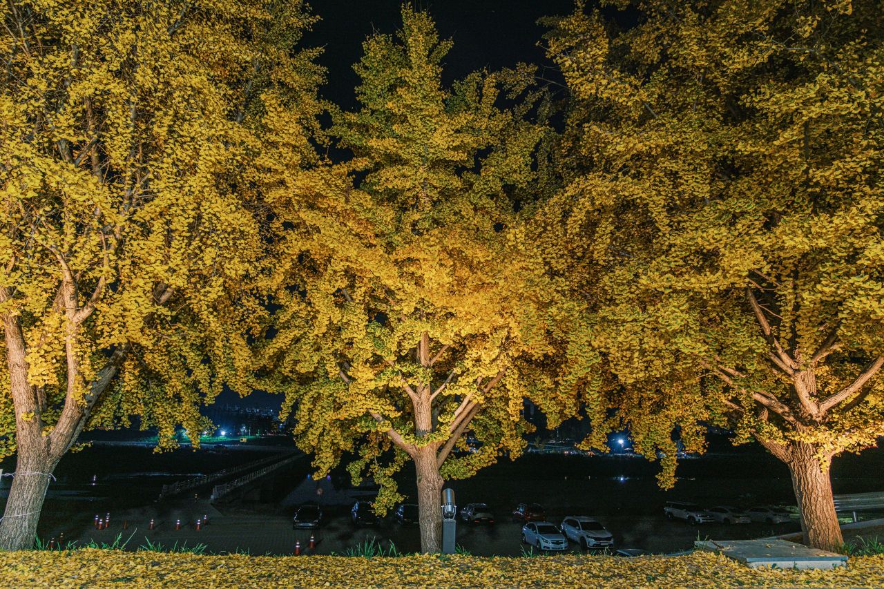 곡교천 은행나무길