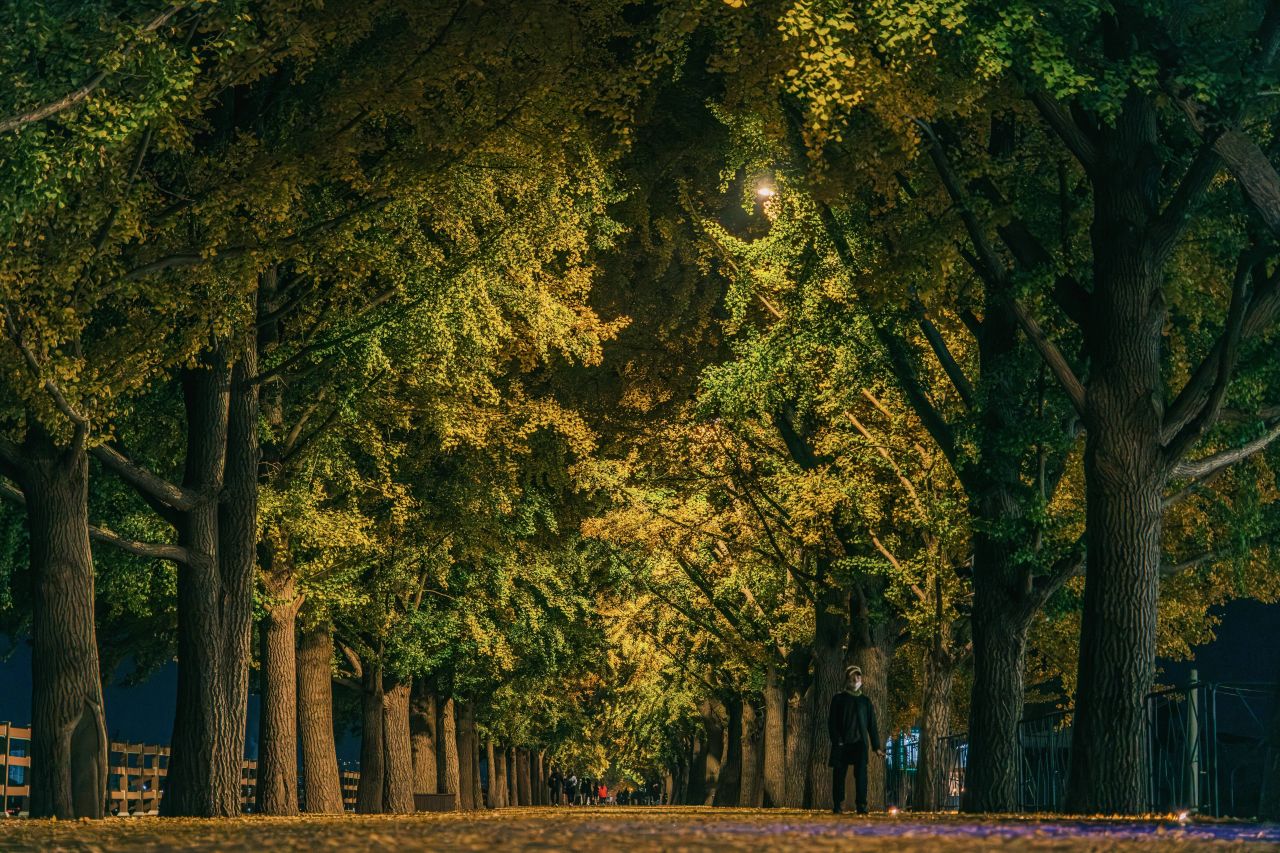 곡교천 은행나무길