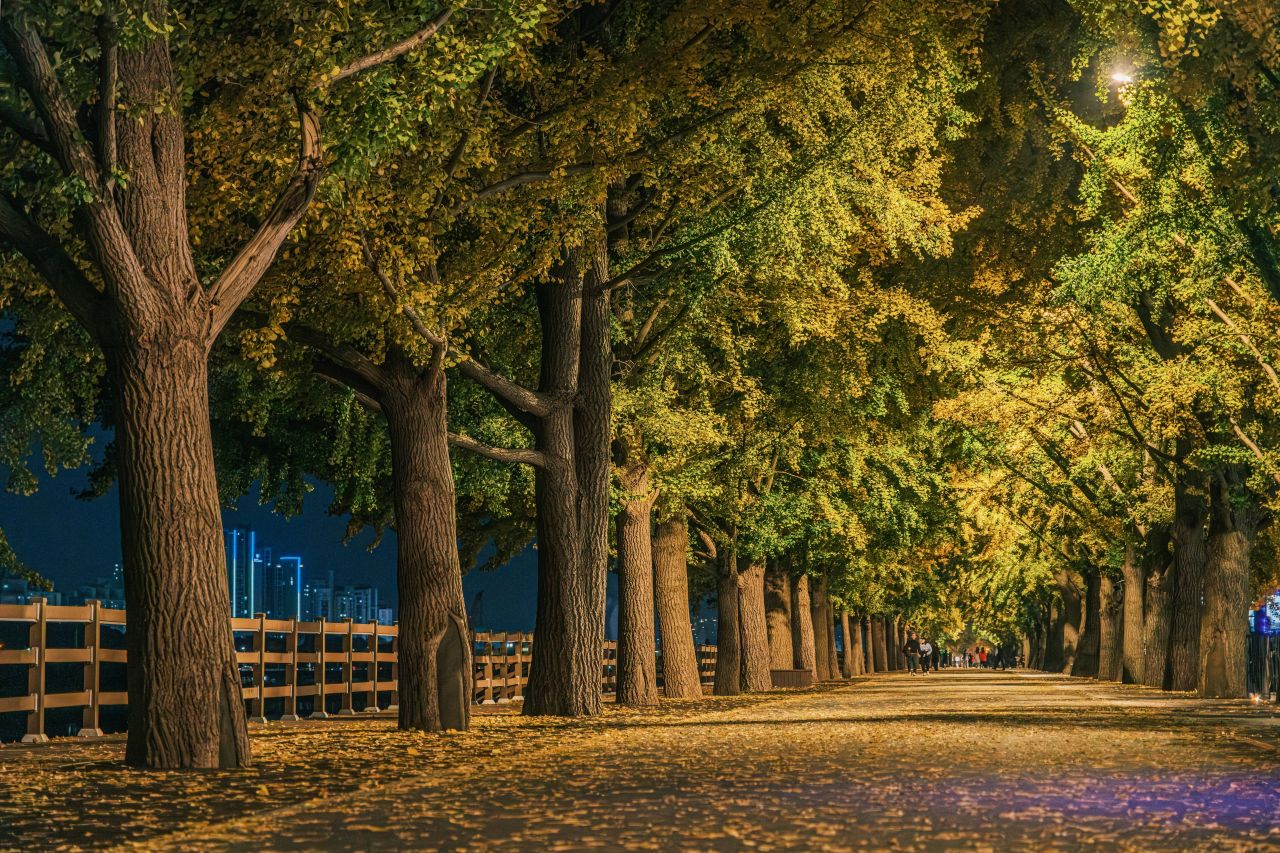 곡교천 은행나무길