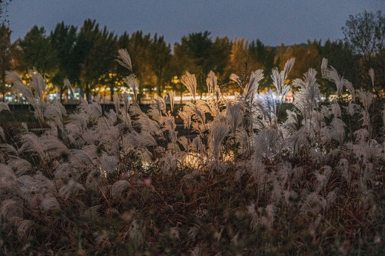 곡교천 은행나무길