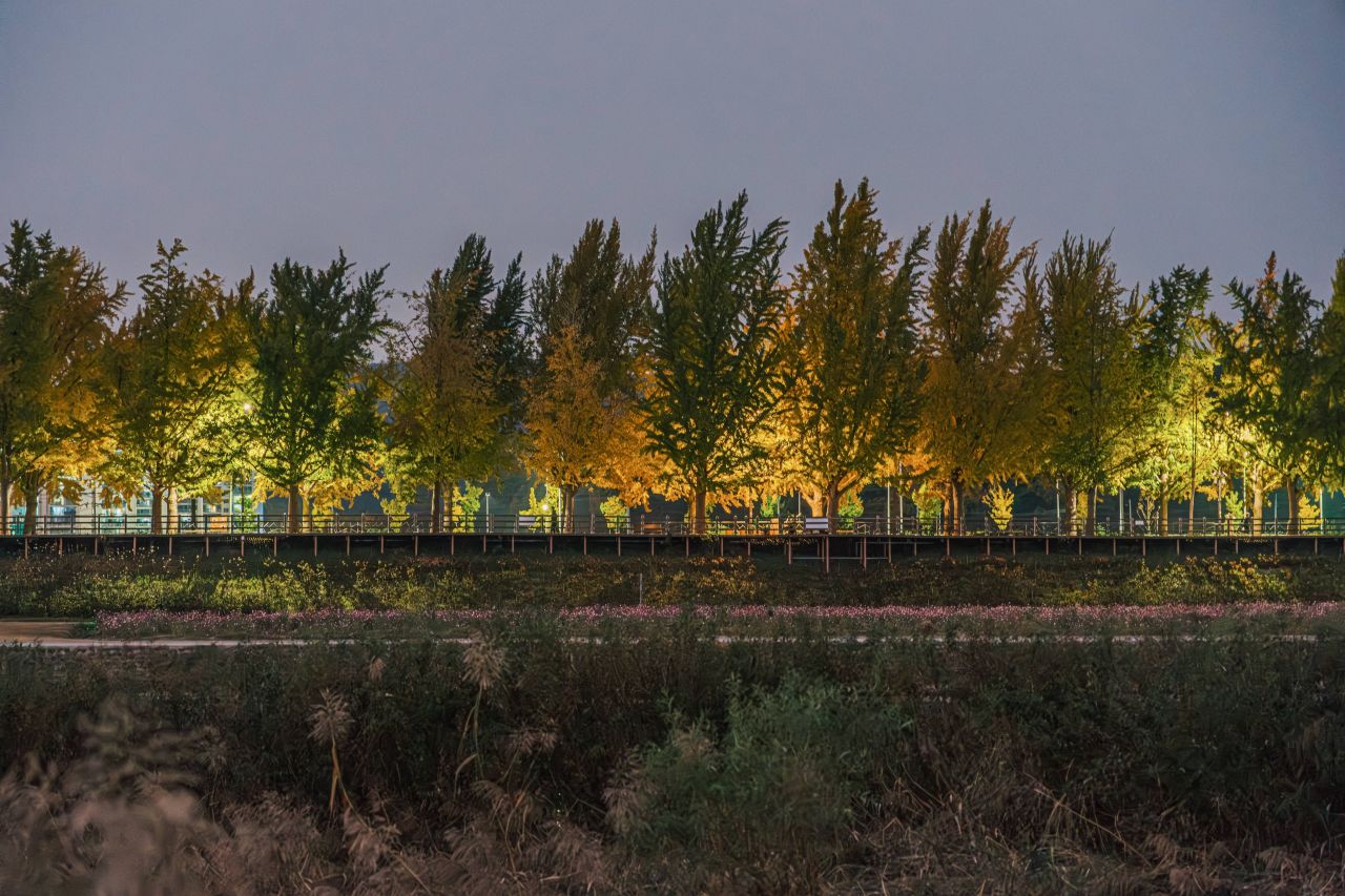 곡교천 은행나무길