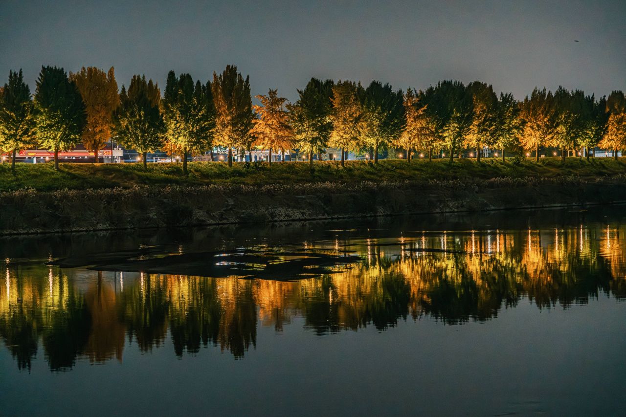 곡교천 은행나무길