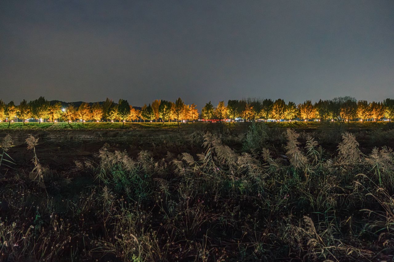 곡교천 은행나무길