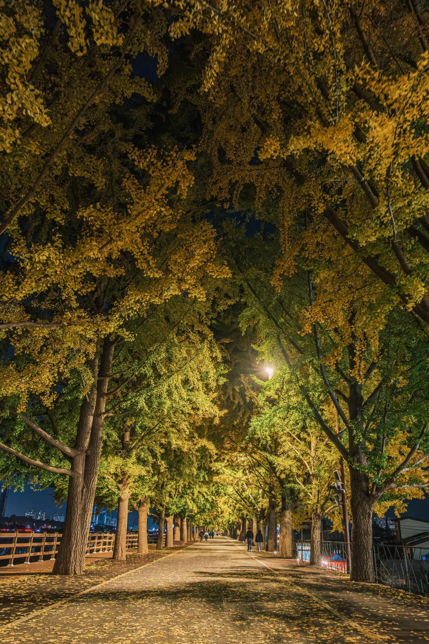 곡교천 은행나무길