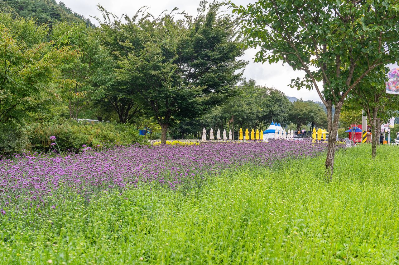 인제가을꽃축제