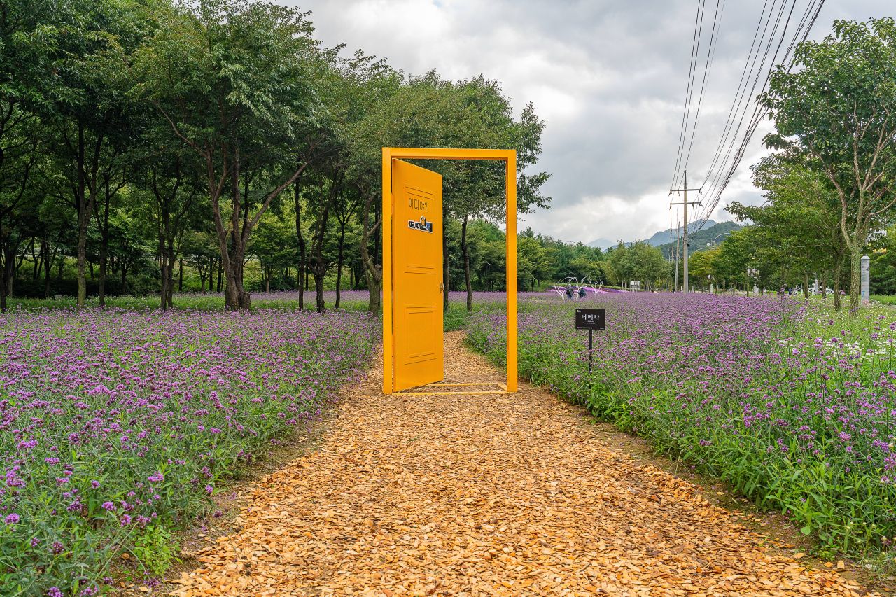인제가을꽃축제