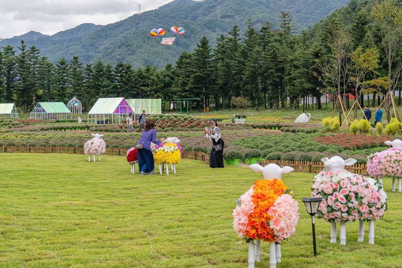 인제가을꽃축제
