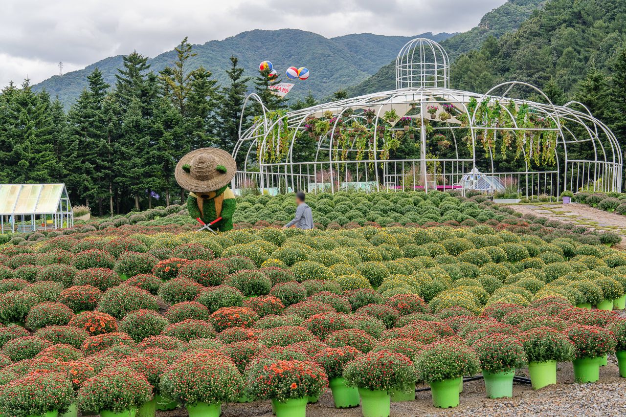 인제가을꽃축제