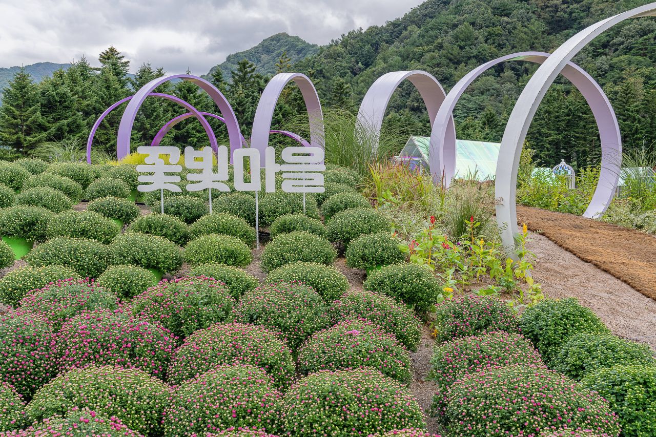 인제가을꽃축제