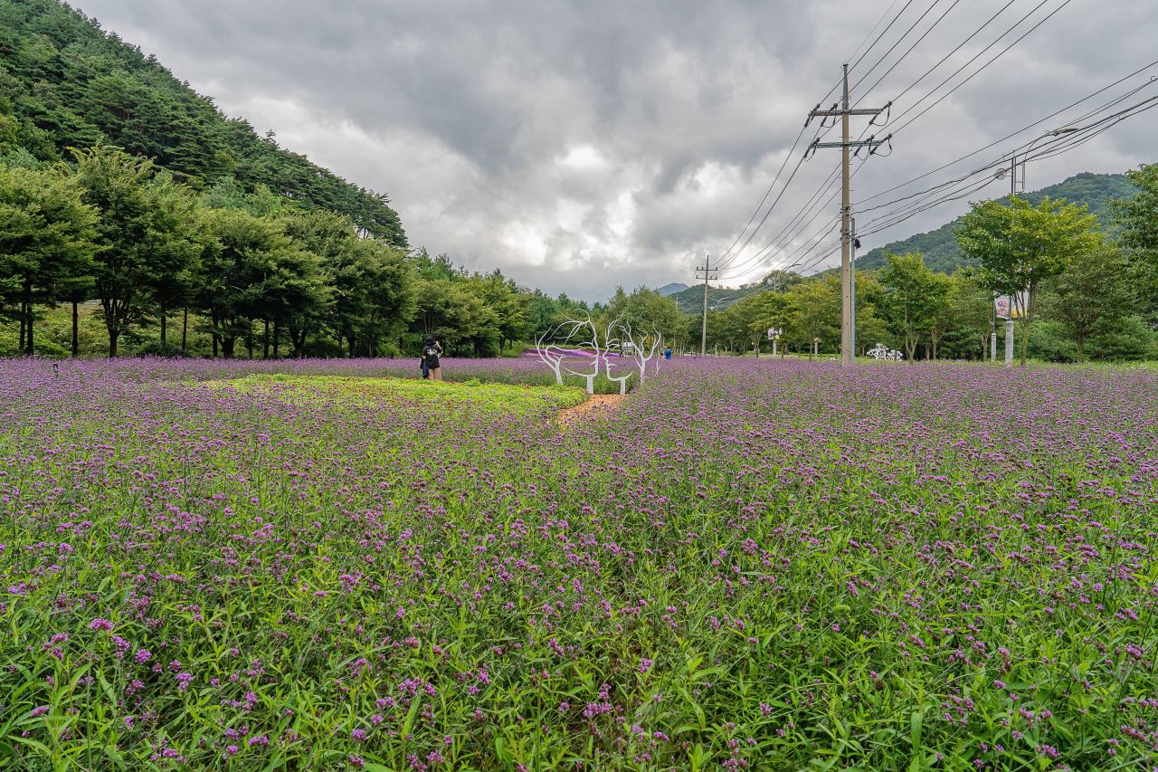 인제가을꽃축제