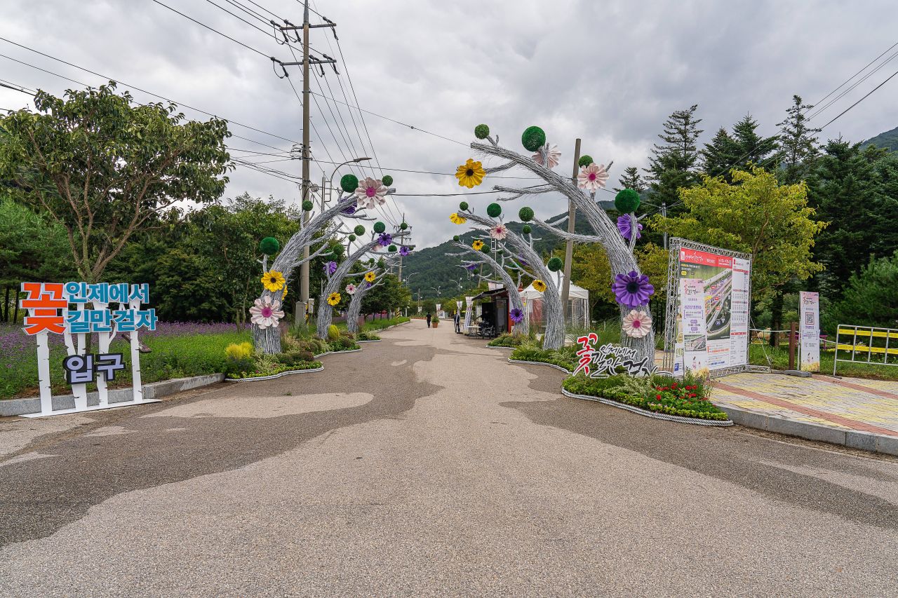 인제가을꽃축제