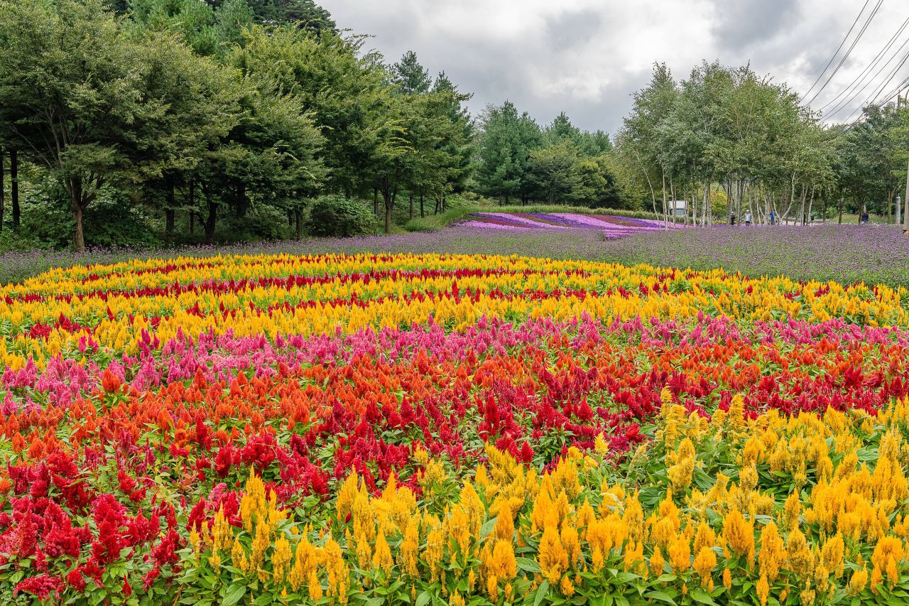 인제가을꽃축제