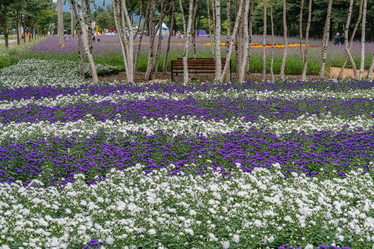 인제가을꽃축제
