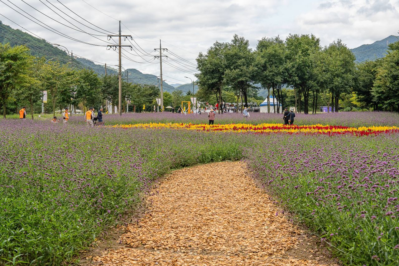 인제가을꽃축제