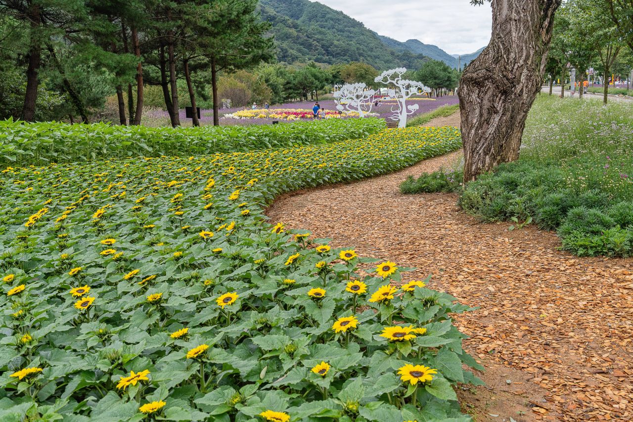 인제가을꽃축제