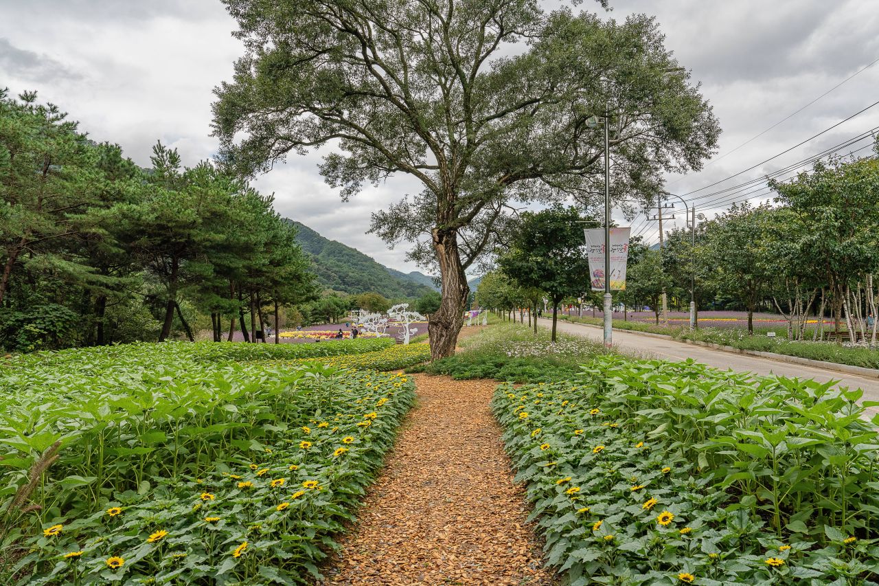 인제가을꽃축제