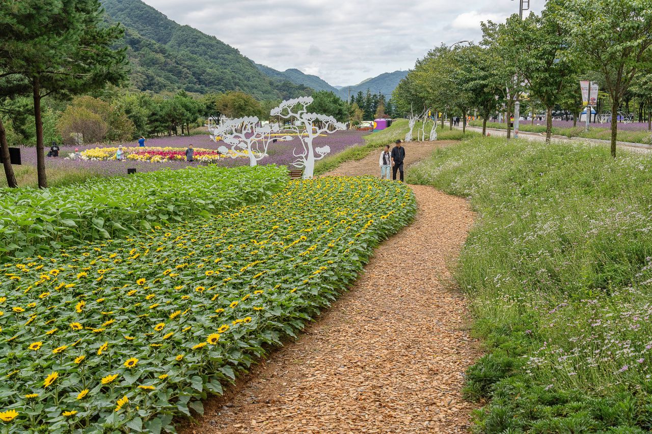 인제가을꽃축제