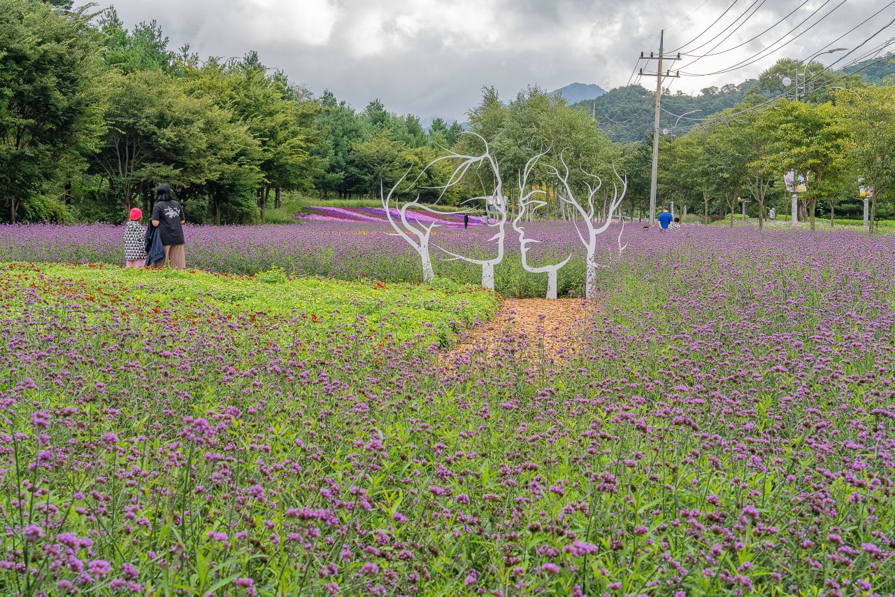 인제가을꽃축제