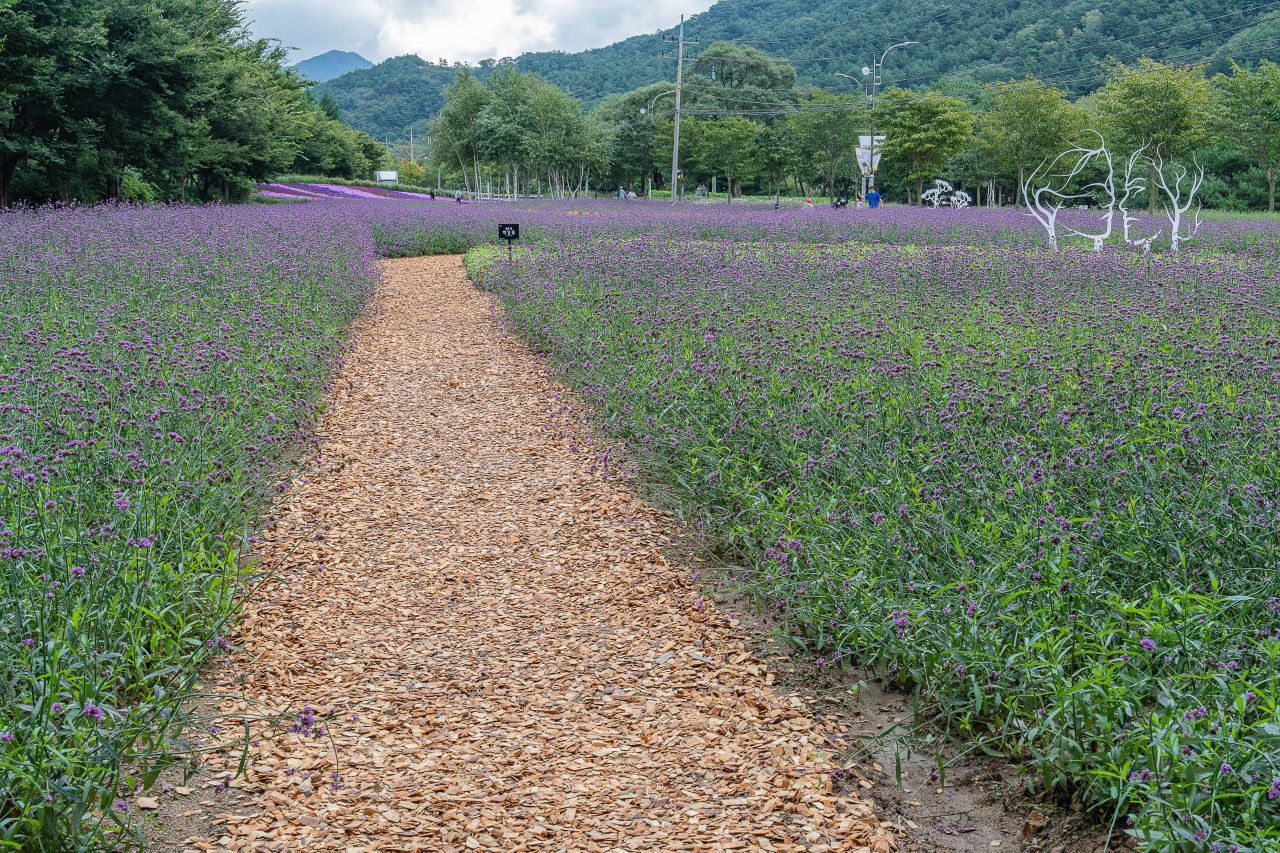 인제가을꽃축제