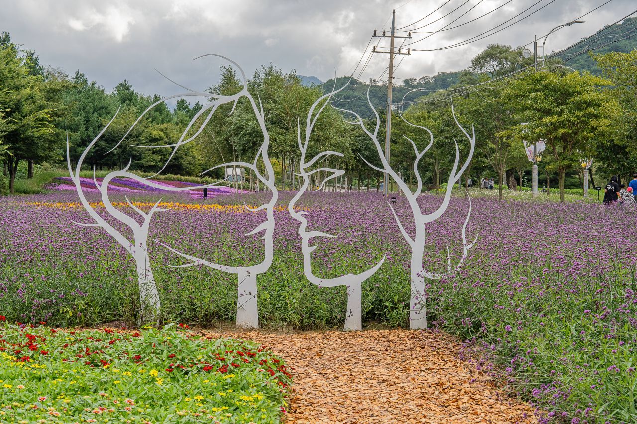 인제가을꽃축제