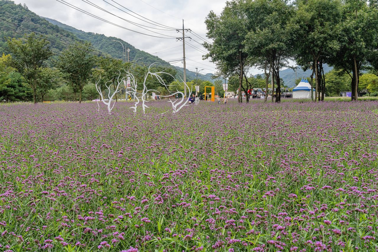인제가을꽃축제