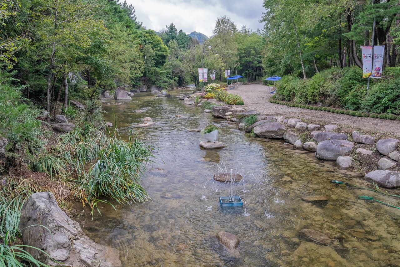 인제가을꽃축제