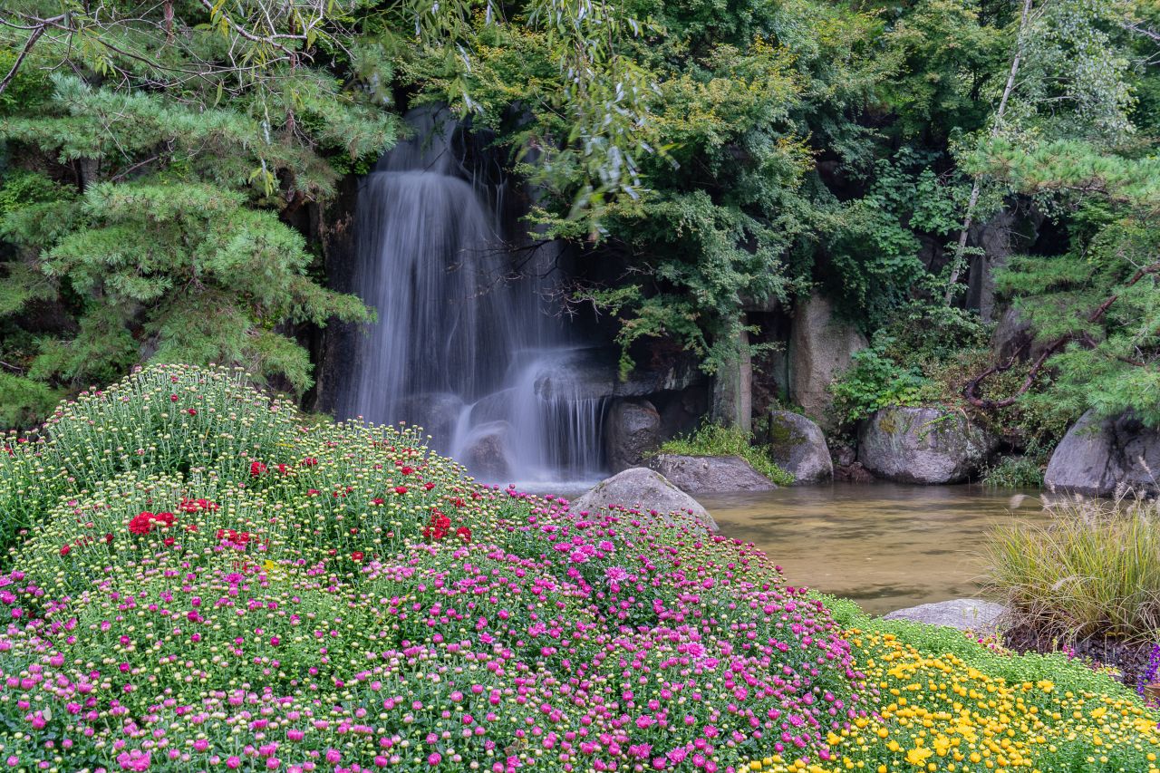 인제가을꽃축제