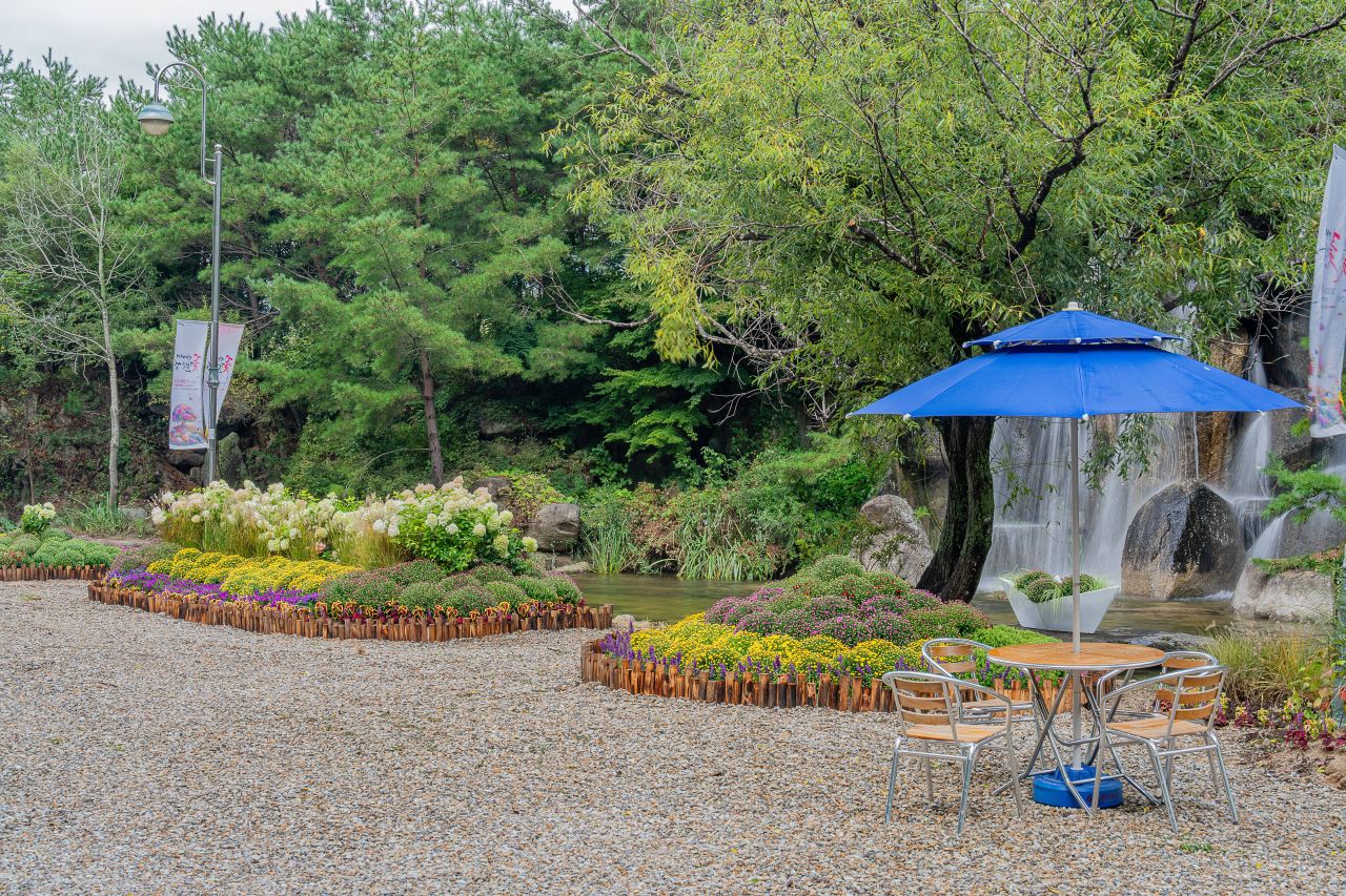 인제가을꽃축제