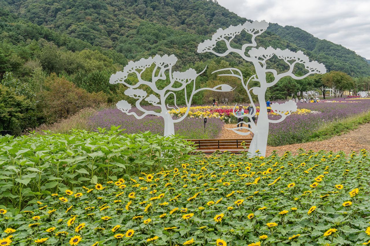 인제가을꽃축제