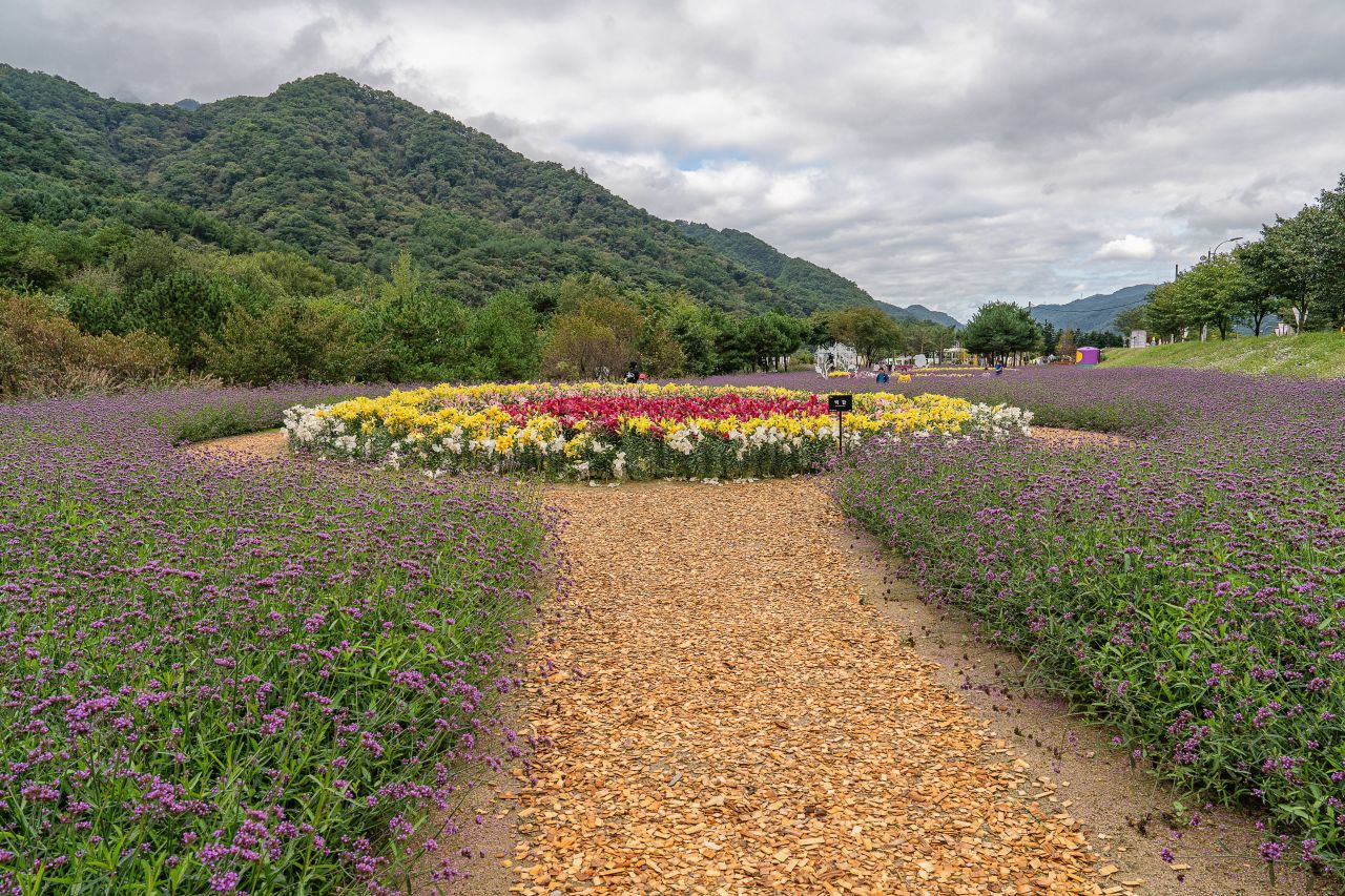 인제가을꽃축제