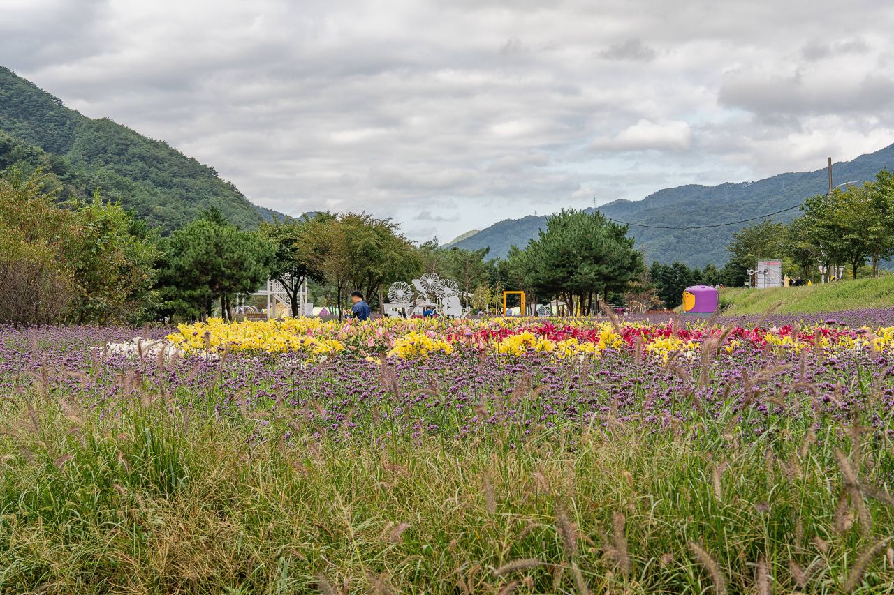 인제가을꽃축제