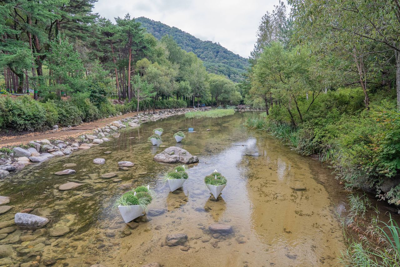 인제가을꽃축제