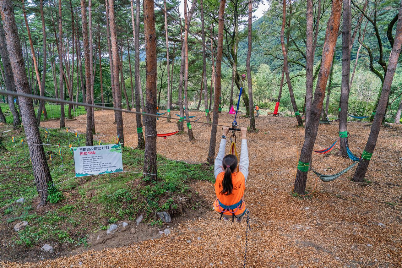 인제가을꽃축제