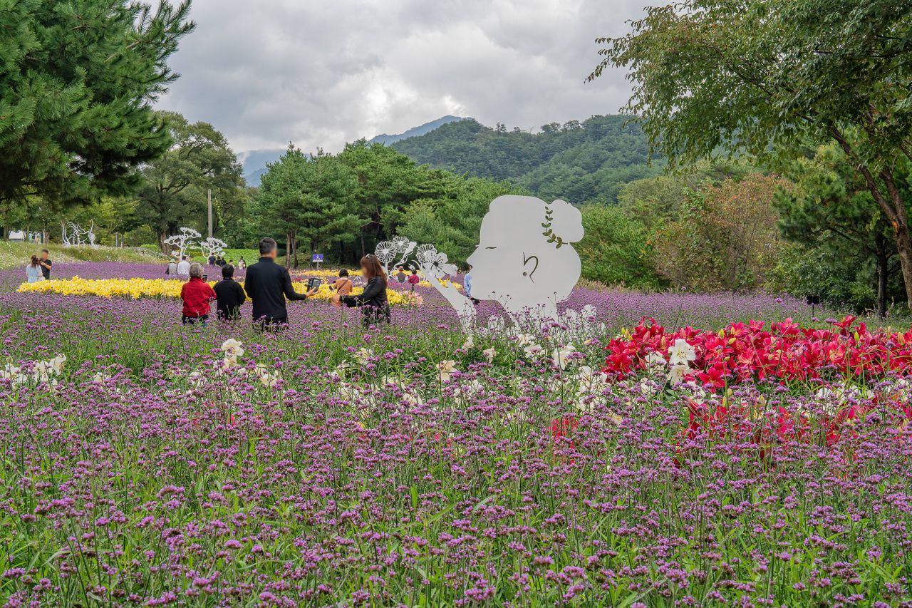 인제가을꽃축제