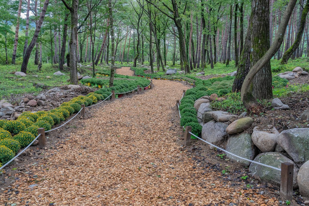 인제가을꽃축제