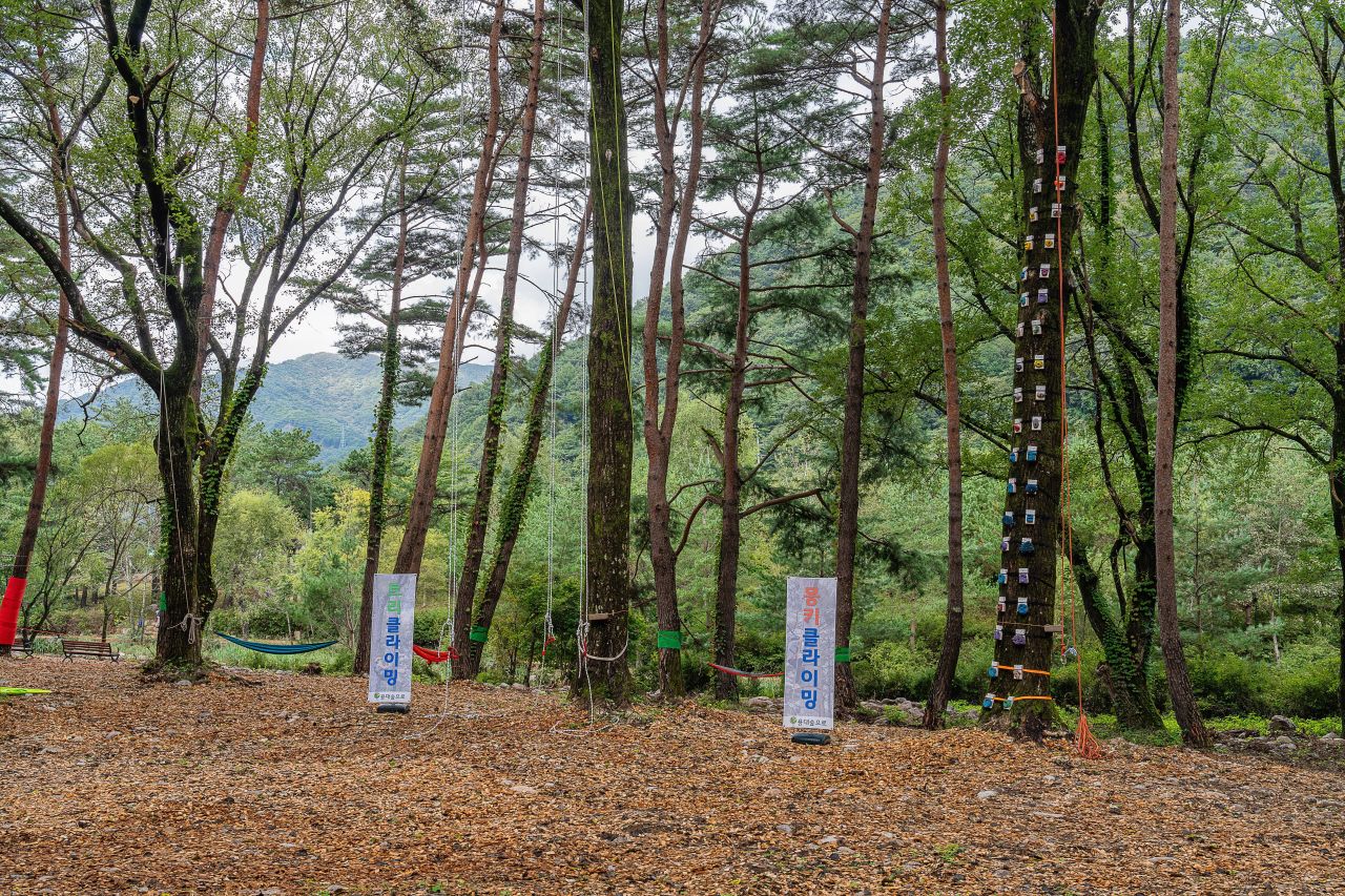 인제가을꽃축제